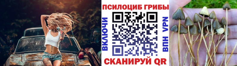 Купить где  Воркута  Галлюциногенные грибы Cubensis 